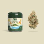 Cannabiotix Brand Guide: Award-Winning High-THC Cannabis Flower At DTPG